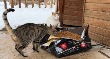 Soğuk Havalarda Sokak Hayvanlarına Şefkat Eli