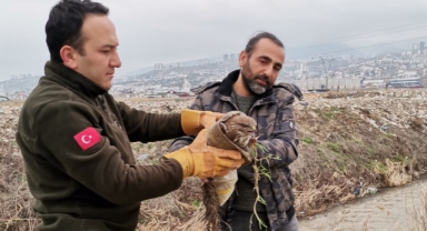 Yaralı Şahin Kurtarıldı