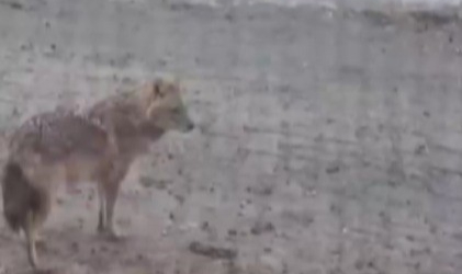 Yiyecek Arayan Kurt Yerleşim Yerine İndi