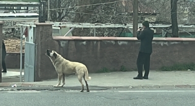 Ezanla Birlikte Uluyan Köpek Dikkat Çekti