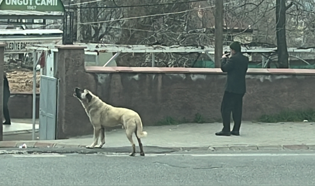 Ezanla Birlikte Uluyan Köpek Dikkat Çekti