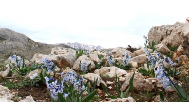 Kar Altından Çıkan Kaya Sümbülü Görsel Şölen Sunuyor