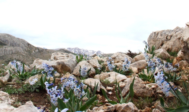 Kar Altından Çıkan Kaya Sümbülü Görsel Şölen Sunuyor