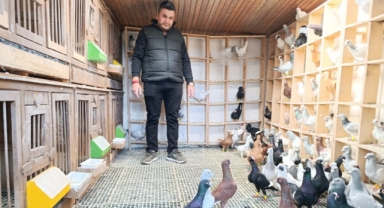 Memurluğu Bırakıp Güvercin Yetiştiricisi Oldu, Otomobil Fiyatına Satıyor