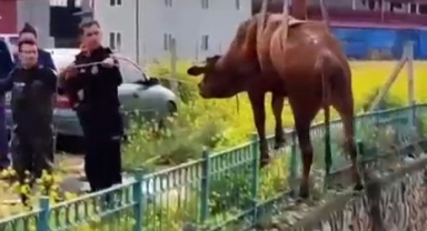 Sulama Kanalına Düşen İneği İtfaiye Kurtardı