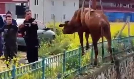 Sulama Kanalına Düşen İneği İtfaiye Kurtardı