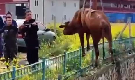 Sulama Kanalına Düşen İneği İtfaiye Kurtardı