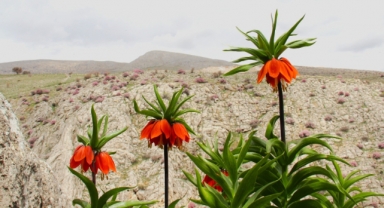 Afşin'de Ters Laleler Açtı: Koparana 700 Bin Tl Ceza