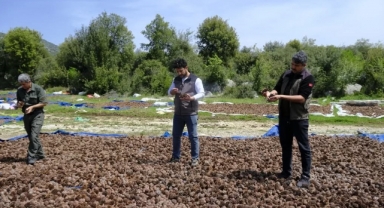 Kahramanmaraş’ta Kızılçam Tohumları Sahaya Hazırlanıyor