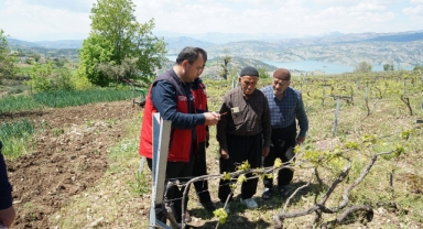 Kahramanmaraş'ta Kabarcık Üzüm'e Koruma Hamlesi