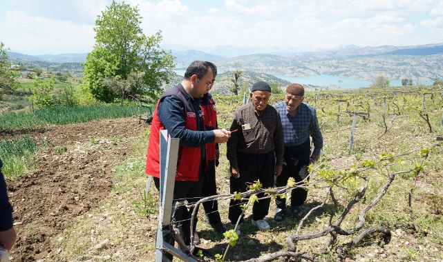 Kahramanmaraş'ta Kabarcık Üzüm'e Koruma Hamlesi