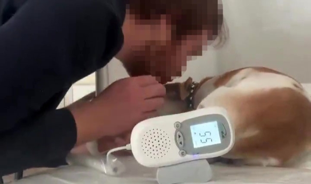 Aile Sağlığı Merkezindeki Sedyede Köpek Tedavi Ede