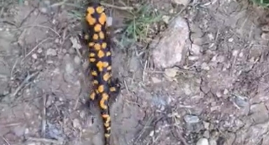 Kahramanmaraş'ta Benekli Semender Görüntülendi