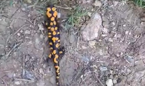 Kahramanmaraş'ta Benekli Semender Görüntülendi