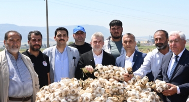 Kahramanmaraş'ta Sarımsak Hasadı: Yılda 17 Bin Ton Üretimi Yapılıyor