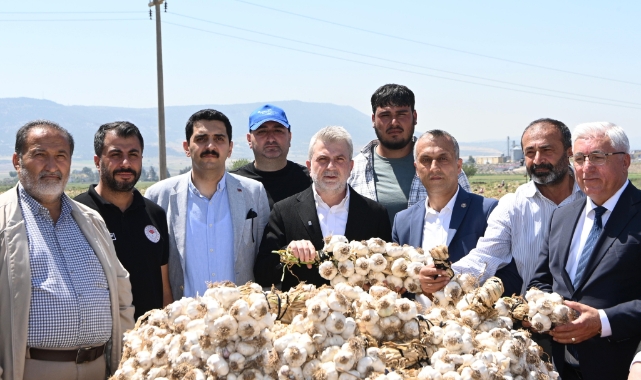 Kahramanmaraş'ta Sarımsak Hasadı: Yılda 17 Bin Ton Üretimi Yapılıyor
