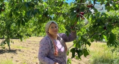 Andırın'da Çığşar Kirazında Hasat Başladı