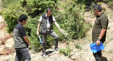 Andırın'da Gelir Getirici Ağaçlandırma Çalışmaları Sürüyor