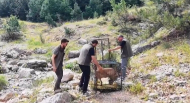 Yaralı Dağ Keçisi Tedavisinin Ardından Doğaya Bırakıldı
