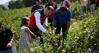 Andırın'da Aronya Hasadı