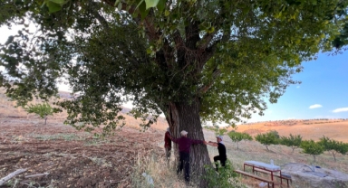 Kahramanmaraş'ta 300 Yıllık Kavak Ağacı