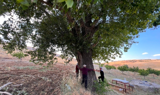 Kahramanmaraş'ta 300 Yıllık Kavak Ağacı