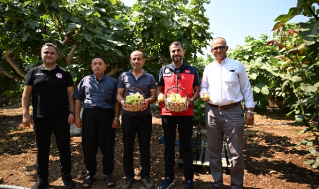 Kahramanmaraş'ta Abbas İnciri Hasadı