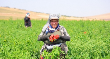 Kahramanmaraş'ta Salçalık Biber Hasadı Başladı