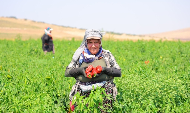 Kahramanmaraş'ta Salçalık Biber Hasadı Başladı