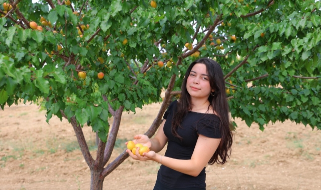 Susuz Bölgede 500 Kayısı Ağacı Yetiştirip 4 Ton Verim Aldı, Proje Türkiye Birinciliği Getirdi
