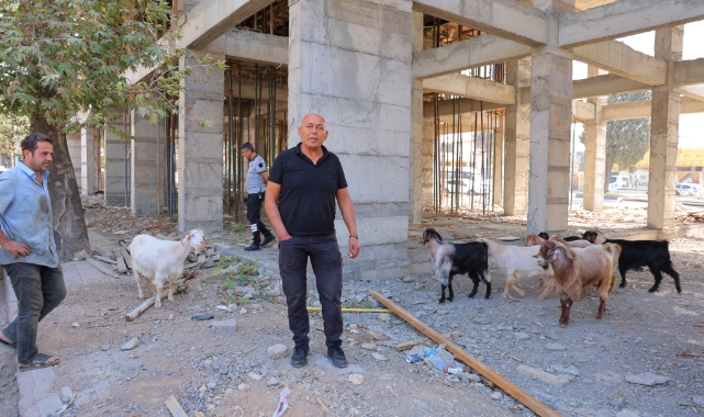 Başıboş Gezen 9 Keçiyi Esnaf Buldu, Sahibi Aranıyor