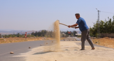 Kahramanmaraş'ta Ak Darı Hasadına Başlandı