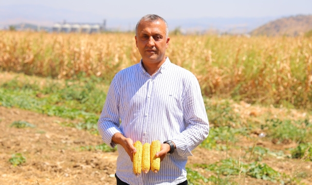Kahramanmaraş’ta Mısır Hasadı Başladı