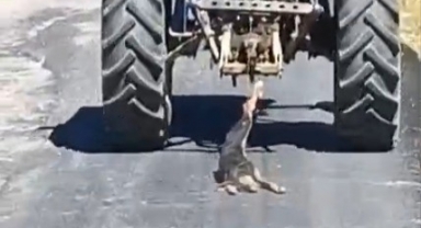 Köpeği Traktöre Bağlayarak Sürükledi