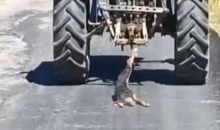 Köpeği Traktöre Bağlayarak Sürükledi
