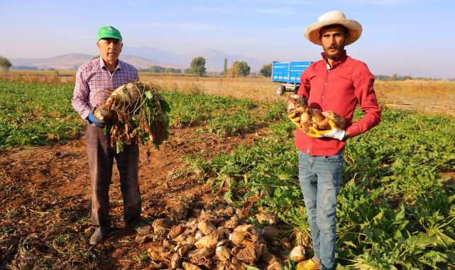 Kahramanmaraş'ta Şeker Pancarı Hasadı Başladı