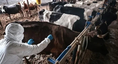 Elbistan'da 5 Mahallede Şap Karantinası: Hayvan Giriş ve Çıkışları Yasaklandı