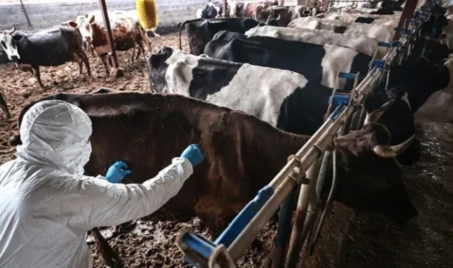 Elbistan'da 5 Mahallede Şap Karantinası: Hayvan Giriş ve Çıkışları Yasaklandı