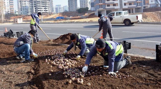 Büyükşehir Sümbül Ve Lale Soğanlarını Toprakla Buluşturuyor