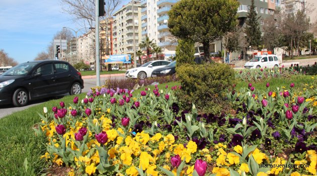 Büyükşehirden Bahara Sümbül Ve Laleli Merhaba…