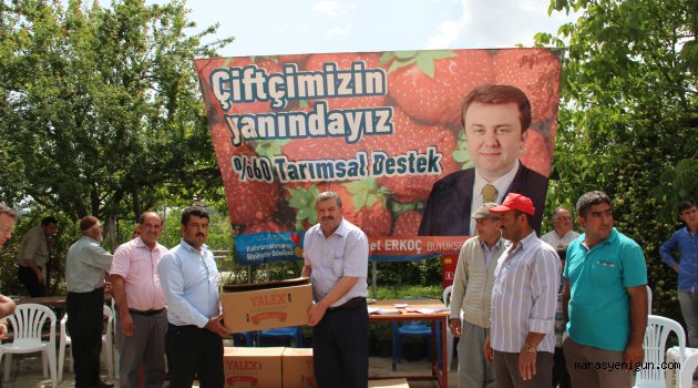 İlçelerde Çilek Fidesi Dağıtımı