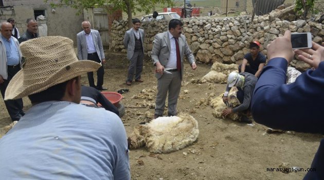 MHP K.Maraş Milletvekili Adayından Koyun Kırkma