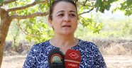 Antep Fıstığındada Entegre Mücadele Başladı