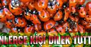 Binlerce kişi dilek tuttu..