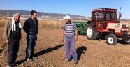 Buğday toprakla buluştu
