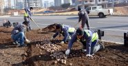 Büyükşehir Sümbül Ve Lale Soğanlarını Toprakla Buluşturuyor