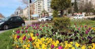 Büyükşehirden Bahara Sümbül Ve Laleli Merhaba…