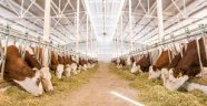 Elbistan E Tipi Cezaevinde Süt Sığırcılığı Kursu