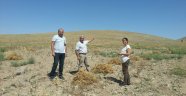 Elbistanda Yem Bitkisi Ekim Alanları 33 Bin Dönüme Ulaştı
