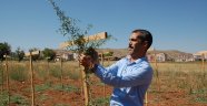 Goji Berry "Kurt Üzümü" Afşin'i Sevdi